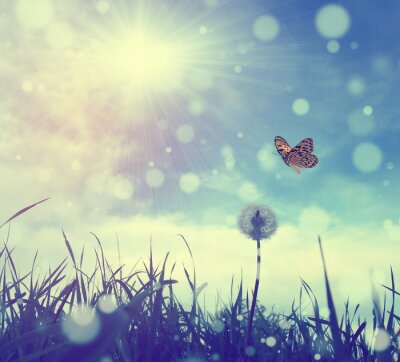 Sticker  Papillon sur une photo rétro