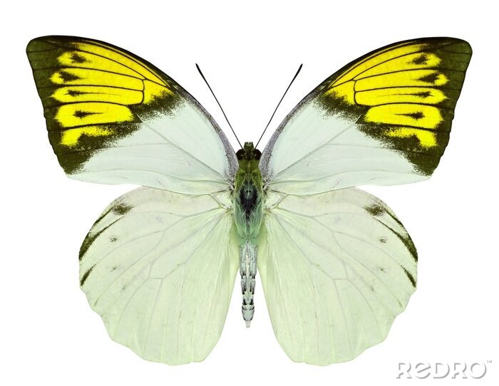 Sticker  Papillon tonalité citron