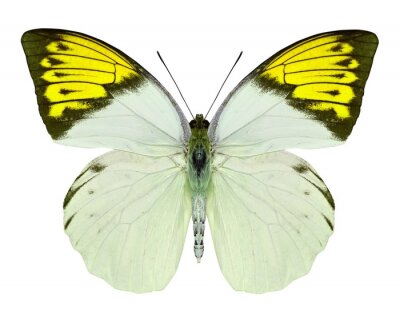 Sticker  Papillon tonalité citron