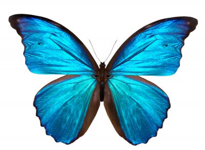 Sticker  Papillon tropical tonalité bleue