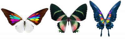 Sticker  Papillons aux tonalités arc-en-ciel