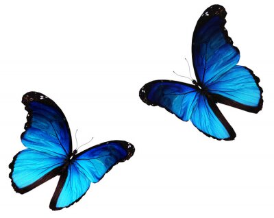 Sticker  Papillons bleus en mouvement