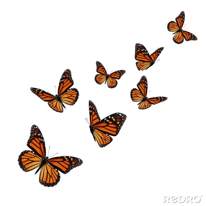 Sticker  Papillons orange-noir prenant leur envol