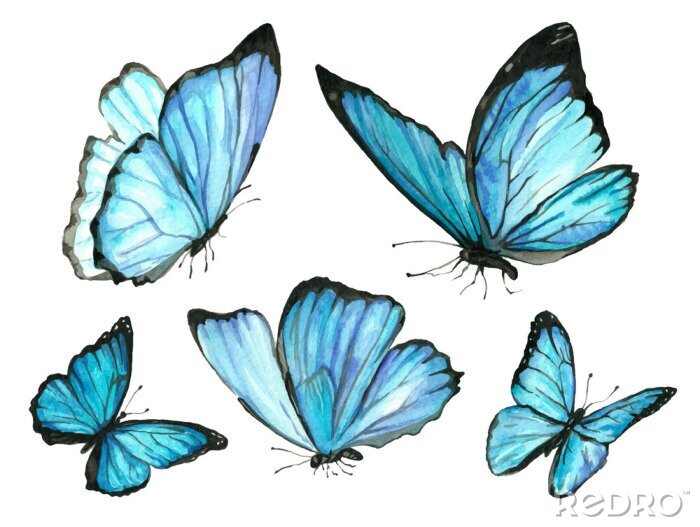 Sticker  Papillons tropicaux aux ailes bleu clair