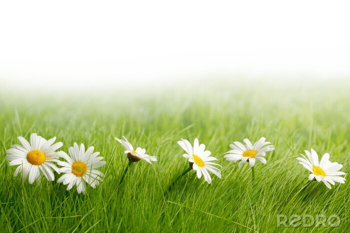 Sticker  Pâquerettes blanches herbe verte