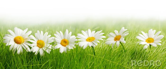 Sticker  Pâquerettes dans l'herbe verte