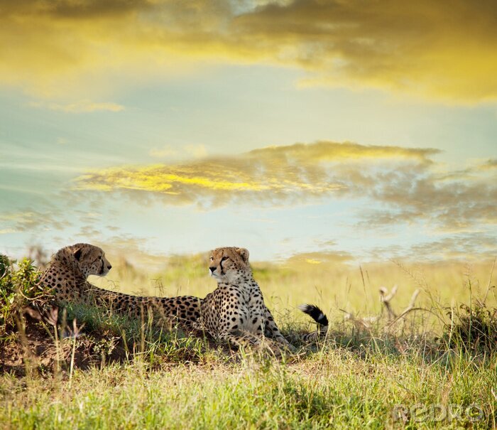 Sticker  Paysage africain et nuages