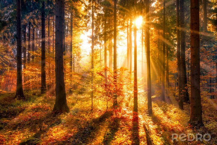 Sticker  Paysage d'automne lever du soleil dans la forêt décor naturel