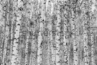 Sticker  Paysage d'hiver de la forêt de bouleaux, photo noir et blanc