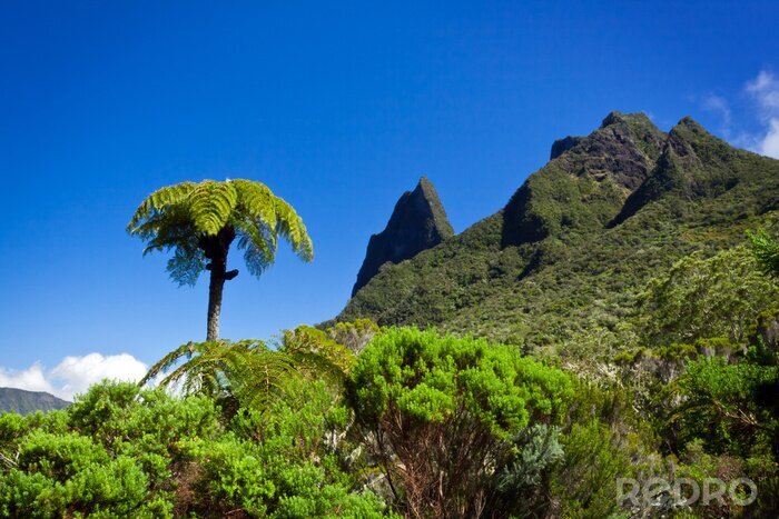 Sticker  Paysage de jungle exotique