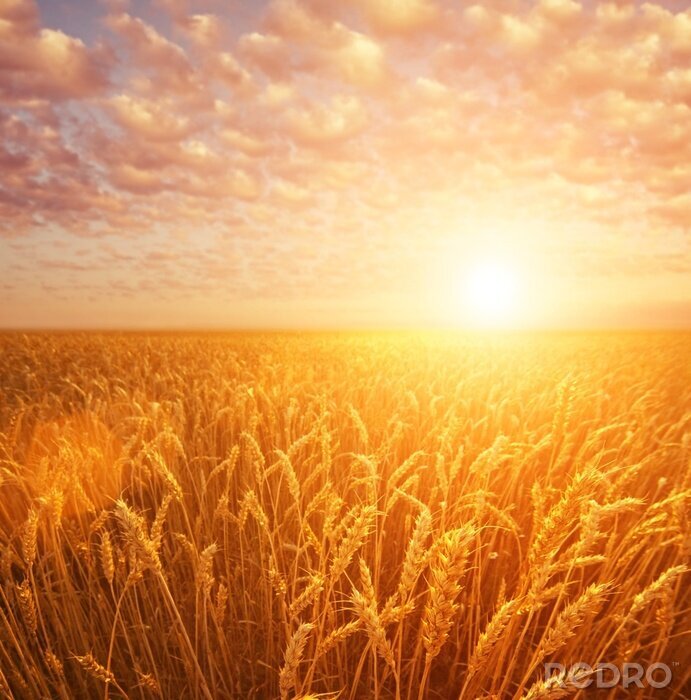 Sticker  Paysage idyllique avec du blé