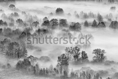 Sticker  Paysage noir et blanc, la forêt brumeuse, Italie