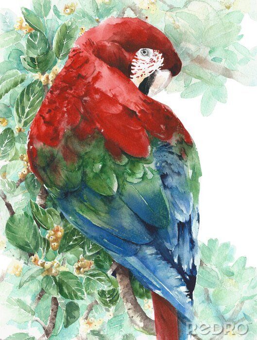 Sticker  Perroquet Ara rouge oiseau bleu vert assis sur l'illustration de peinture aquarelle arbre isolé sur fond blanc