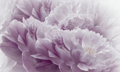 Pétales de fleurs de pivoines