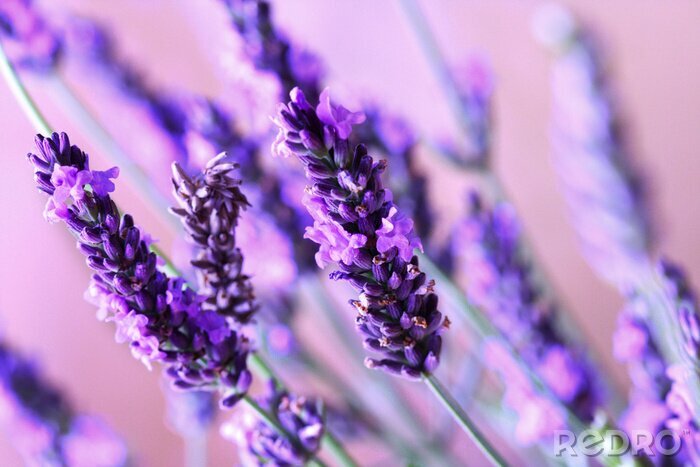 Sticker  Pétales de lavande plan rapproché