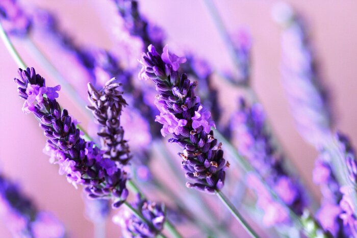 Sticker  Pétales de lavande plan rapproché