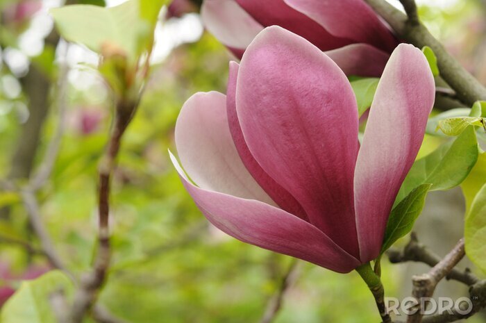 Sticker  Pétales de magnolia se bouchent