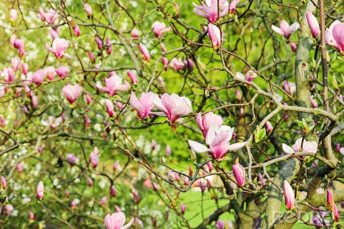 Sticker  Pétales de magnolia sur fond de jardin