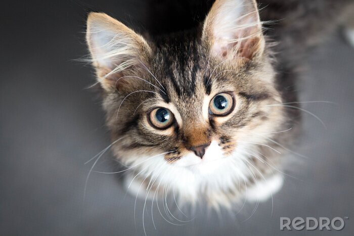 Sticker  Petit chat pelucheux