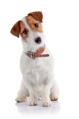 Sticker  Petit chien de race a Jack Russell Terrier