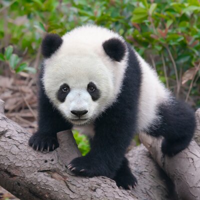 Petit panda sur le bois