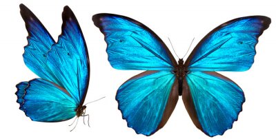 Sticker  Petit papillon bleu