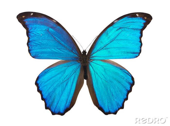 Sticker  Petit papillon bleu ciel sur fond clair