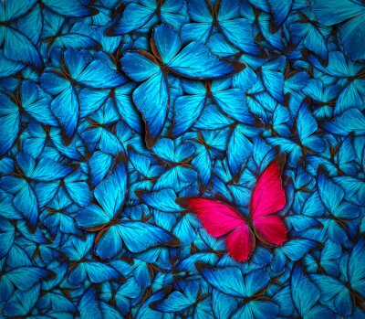 Petit papillon rouge au milieu des insectes bleus