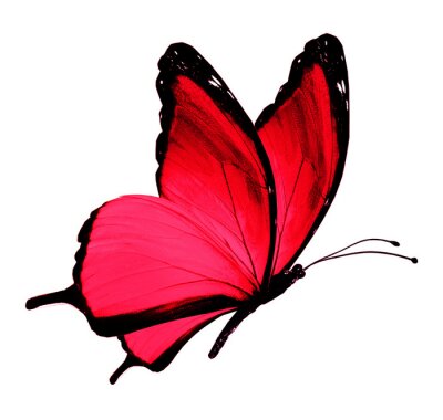 Sticker  Petit papillon rouge sur fond blanc
