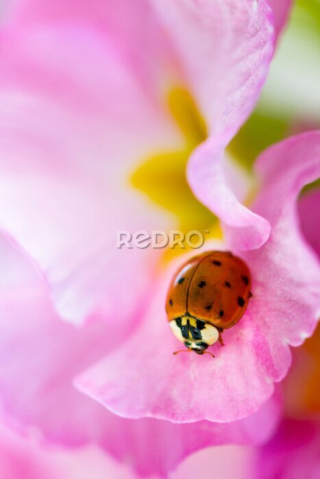 Sticker  Petite coccinelle sur une fleur de primevère rose