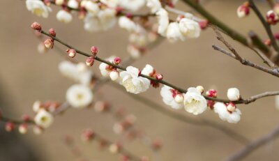 Sticker  Petites fleurs sur une branche