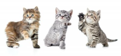 Sticker  Petits chats avec une patte levée