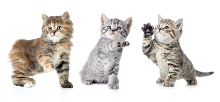 Sticker  Petits chats avec une patte levée