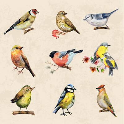 Sticker  Petits oiseaux sur fond brun