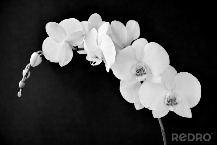 Sticker  Phalaenopsis aphrodite orchidée, en noir et blanc