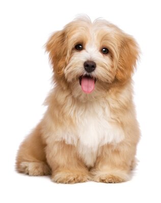 Sticker  Photo d'un chiot souriant