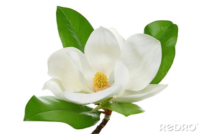 Sticker  Photo d'un magnolia blanc sur un fond neutre
