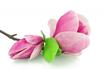 Sticker  Photo d'un magnolia sur fond blanc