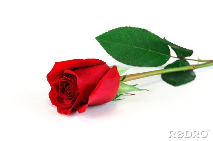Sticker  Photo d'une rose rouge
