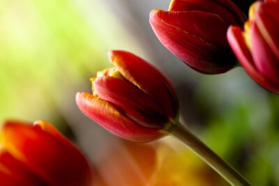 Sticker  Photo en gros plan de tulipes