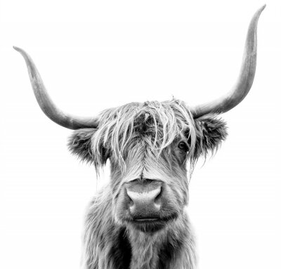 Sticker  Photo en noir et blanc d'une vache écossaise à poil long