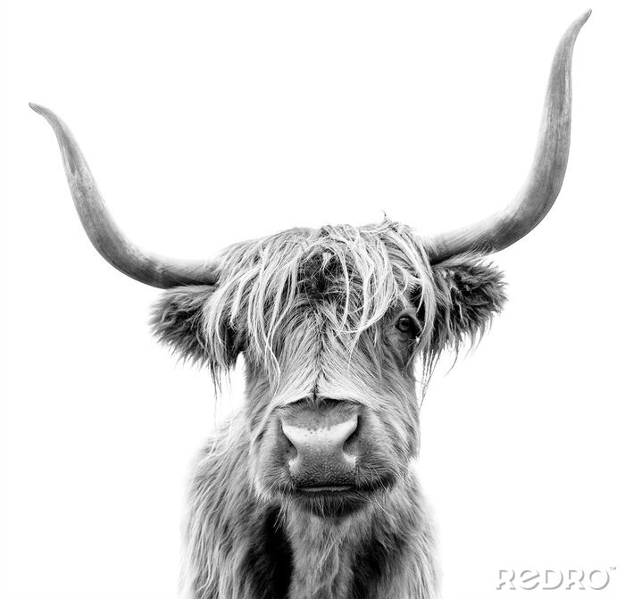 Sticker  Photo en noir et blanc d'une vache écossaise à poil long