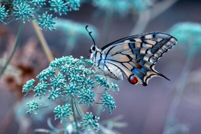Photo macro d'un impressionnant papillon sur une fleur