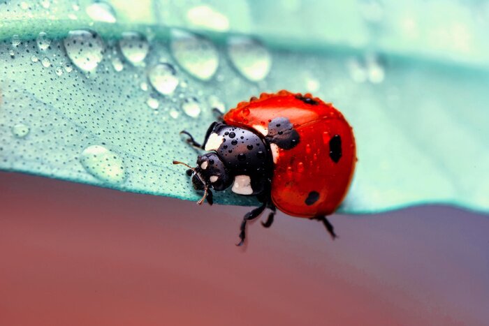 Sticker  Photo macro d'une coccinelle sur une feuille avec des gouttes de pluie