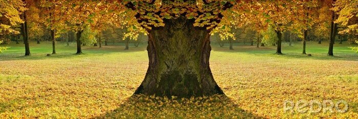 Sticker  Photo panoramique avec un arbre