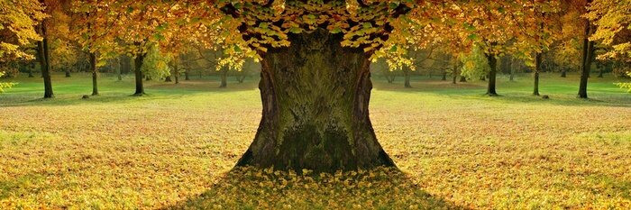 Sticker  Photo panoramique avec un arbre