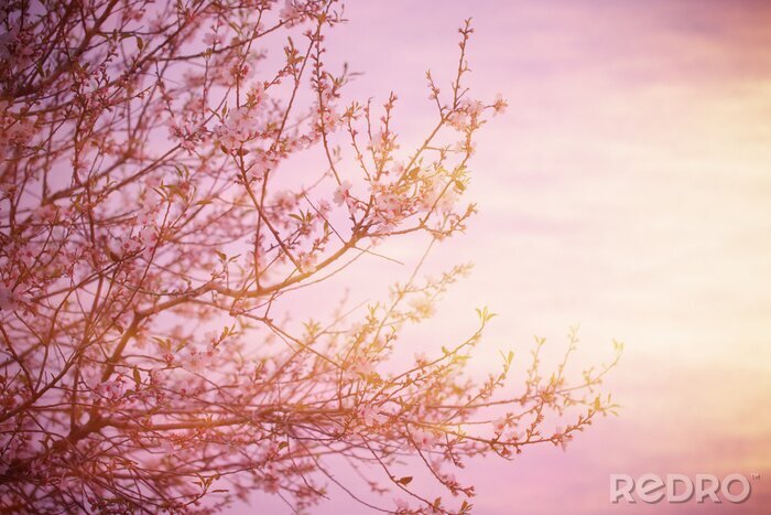 Sticker  Photo pastel avec un arbre