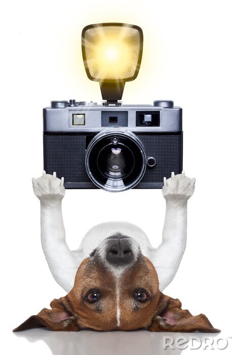Sticker  photographe de chien