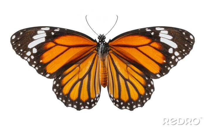 Sticker  Photographie d'un papillon orange-noir avec ses ailes déployées