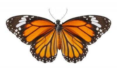 Sticker  Photographie d'un papillon orange-noir avec ses ailes déployées